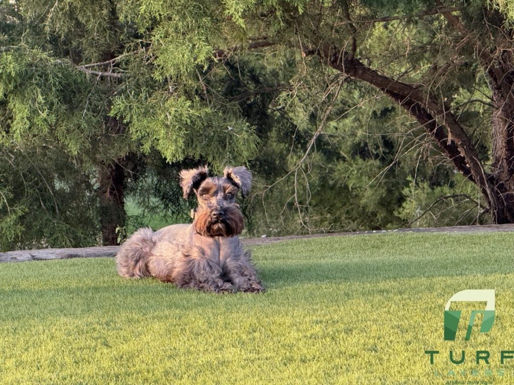 Is Artificial Turf Safe for Dogs? Everything Pet Owners Need to Know About Pet-Friendly Synthetic Grass